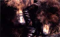 bear and cub.jpg (4649 bytes)