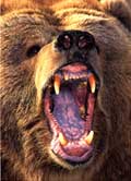 yawning bear.jpg (5097 bytes)